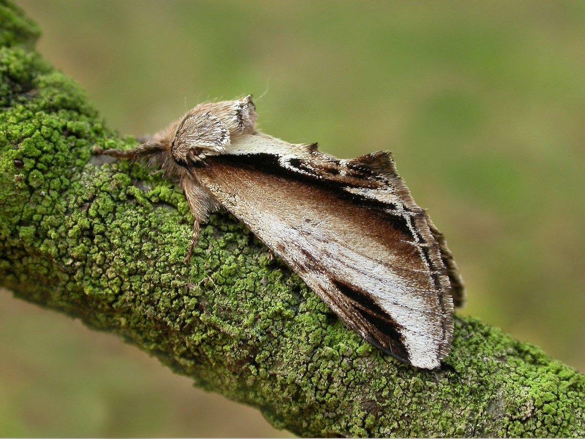 Lesser Swallow Prominent, Pheosia gnoma, Patrick Clements